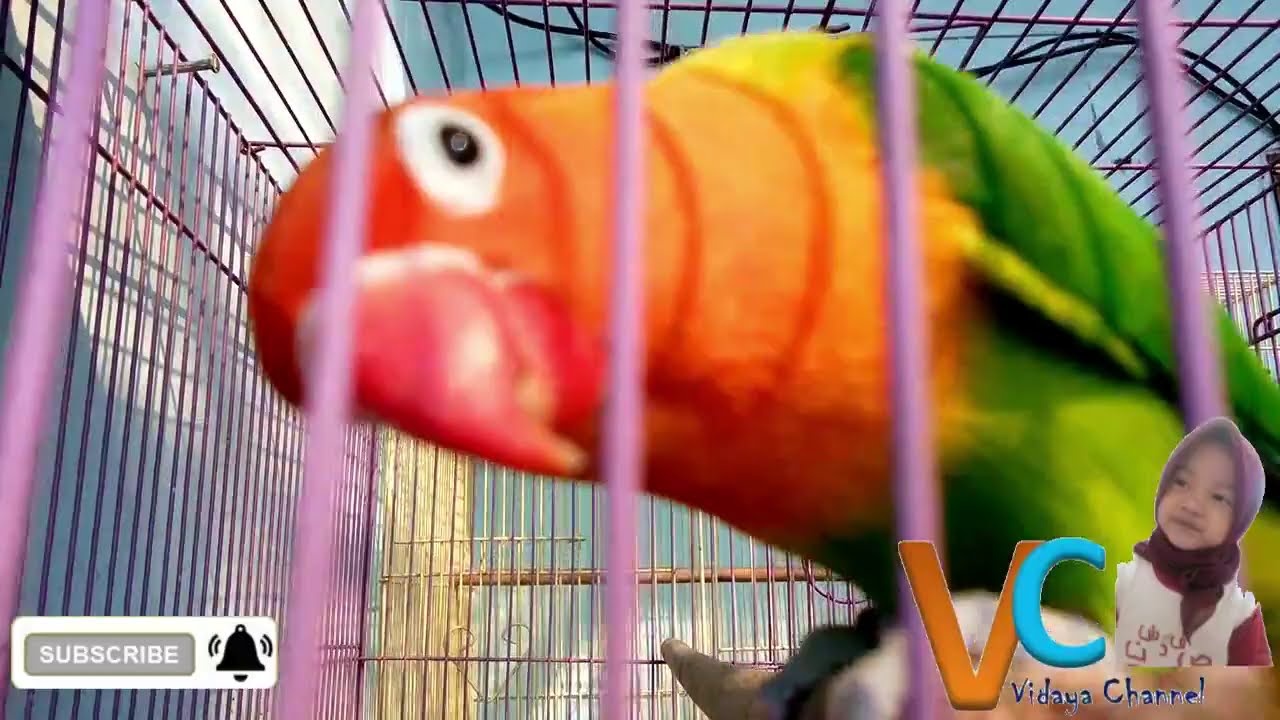 Lovebird Banyak Gaya 