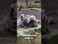 #lemurs “in a big pile” @zoonashville