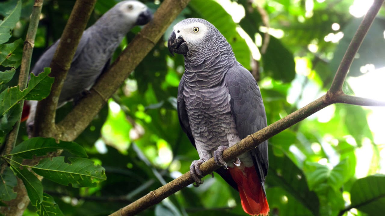 2 Hours African Grey Parrot Sounds Effects YouTube