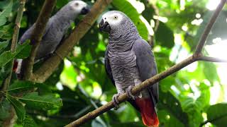 2 Hours African Grey Parrot Sounds Effects