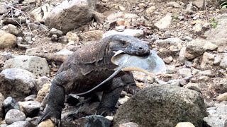 A rare moment when a Komodo dragon meets a live stingray on the seashore