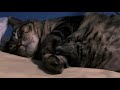 Chewy Snores (ASMR)