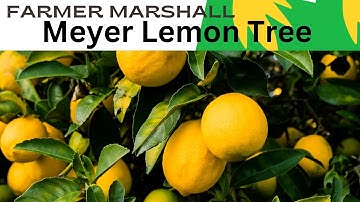 How to Grow Meyer Lemons Trees in Containers