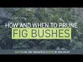 How and When to Prune a Fig Bush - Mini Video