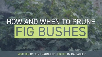 How and When to Prune a Fig Bush - Mini Video