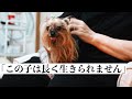 「長く生きられない」と診断を受けた子犬の15年。治療費数百万でも大切な私の子