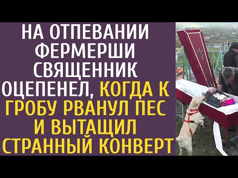 Видео: Замораживание щенков лает, пока их печь не горит