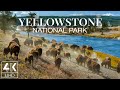 9 HOURS Amazing Nature &amp; Wildlife of Yellowstone National Park - Wallpapers Slideshow in 4K UHD