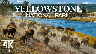 9 HOURS Amazing Nature \& Wildlife of Yellowstone National Park - Wallpapers Slideshow in 4K UHD