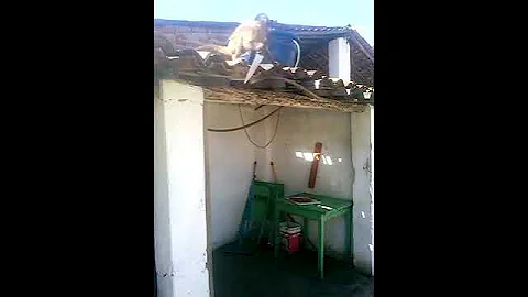 Bad Bad Monkey || ViralHog