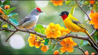 Birdsong &amp; Piano 🕊️🕊️🕊️ Brain Rewiring for Deep Focus &amp; Workday Relief