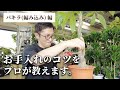 【観葉植物のプロが教える】 編み込みパキラ お手入れのコツ！