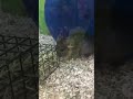 Chinchilla on a wheel #shorts #chinchila