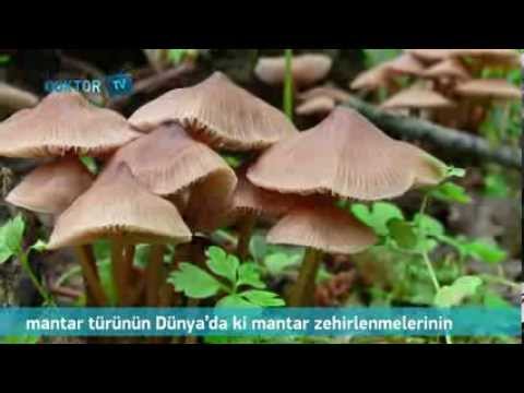 Mantar Zehirlenmesi
