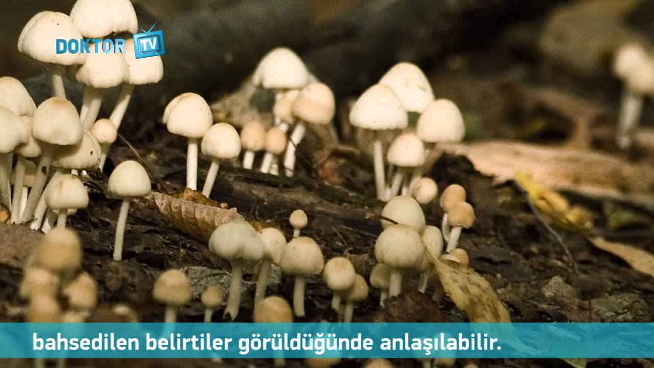 Mantar Zehirlenmesinin Belirtileri ve Tedavisi Nedir Mantar Zehirlenmesinin Belirtileri ve Tedavisi Nedir