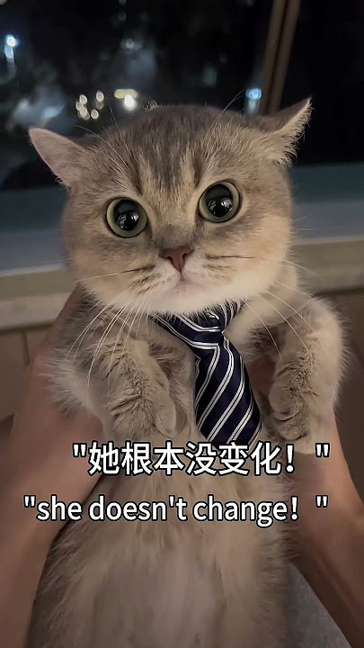 Crazy Cat Compilation: How Many Pics Do You Need? π»πΈ #Cats #FelineFun #CatCompilation...