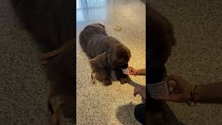 Gorgeous newfoundland does tricks for ice cream #newfie #lizzo