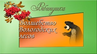 Волшебство Вологодских лесов Волшебство Вологодских лесов
