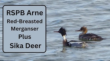 RSPB Arne - Red-Breasted Merganser and Sika Deer
