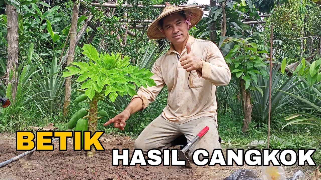 MENANAM BETIK HASIL TUTORIAL DI YOUTUBE