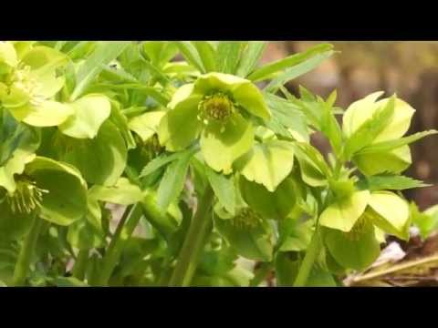 Video: Kaukasiese Hellebore (35 Foto's): Beskrywing. Waar Groei Die Gras En Hoe Om Dit Self Te Kweek? Blomme Plant En Versorg