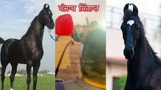 Punjab Shingar | Kheri wala baba | Talwandi Sabo | Mr Sandhu Live