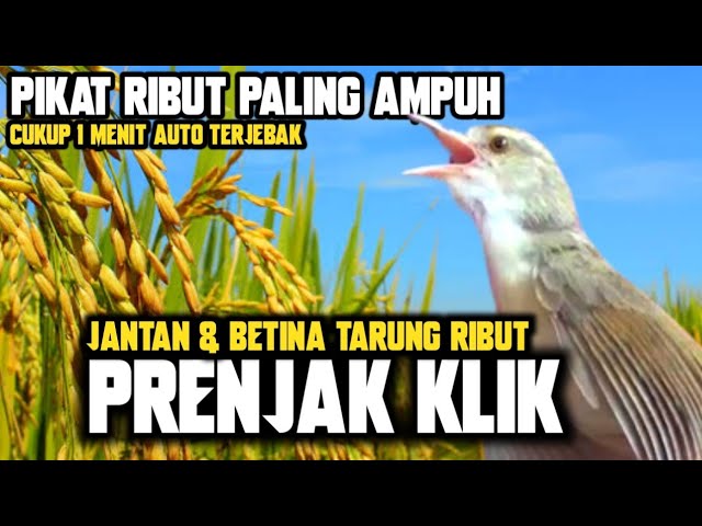 SUPER LENGKET‼️PRENJAK KLIK JANTAN & BETINA GACOR TARUNG RIBUT || SUARA PIKAT PRENJAK SAWAH RIBUT class=