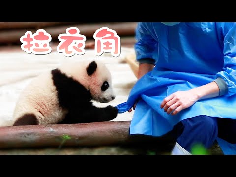 《熊貓早晚安》誰能拒絕熊貓拉衣角的撒嬌 | iPanda熊貓頻道