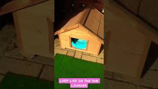 #lissy #shorts #shortsvideo #funnycats #lustigekatzenvideos #katze #cat #video