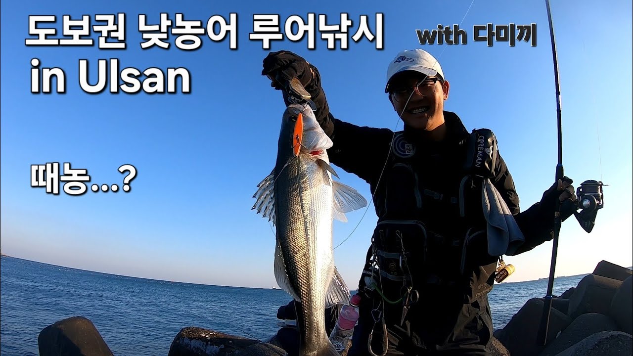 한겨울 낮농어 도보권 농어루어낚시! 이것이 때농인가? (with 다미끼)