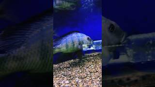 フォッソロクロミス・ロストラータス(Fossorochromis rostratus) #fish #aquarium #アクアリウム #熱帯魚 #シクリッド #cichlid