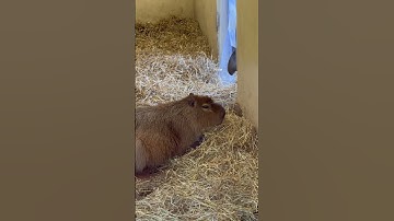 Strange Creature Disturbs Capybara #funnyanimals #capybara #capy #capybaras #funnyshort #funny