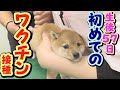 【豆柴】おやつで釣って注射を打つ！【子犬】【多頭飼い】