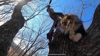 Rescuing a Cat in a Tree by Projects by Knight 260 views 3 years ago 3 minutes, 53 seconds