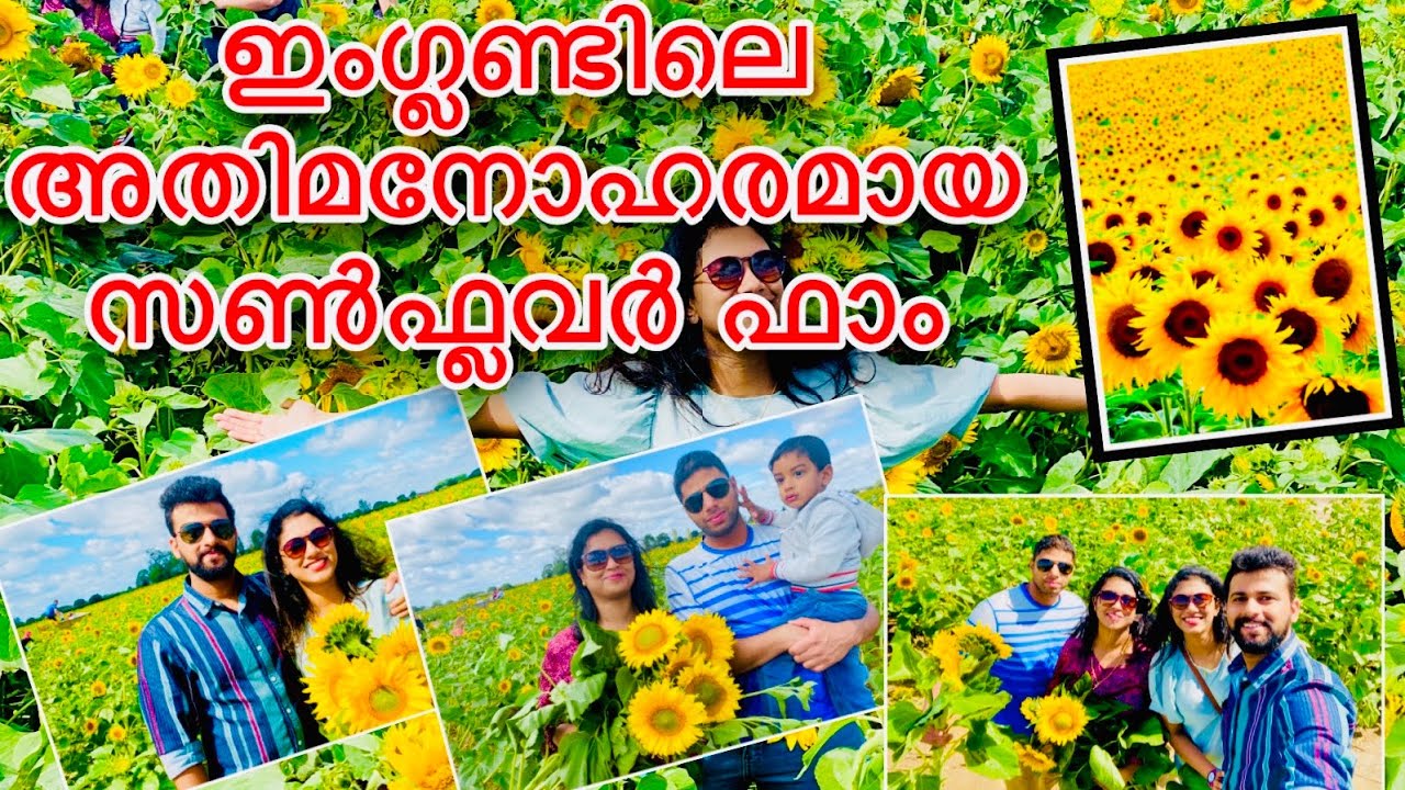 Sam's sunflowers farm 🌻 Portsmouth 🇬🇧 uk ഇംഗ്ലണ്ടിലെ അതിമനോഹരമായ സൺഫ്ലവർ ഫാം YouTube