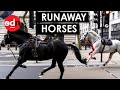 Shocking moment bloodcovered horses run rampage in central london
