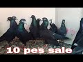10 pes sale kabootar kaale jaag pigeons top quality ke kabotar kabootar for sale  india h