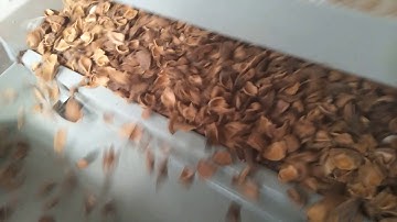 hazelnut almond shell kernel separator almond kernel shell separating shelling sheller machine