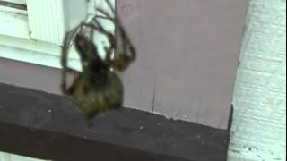 Spider with Beetle
