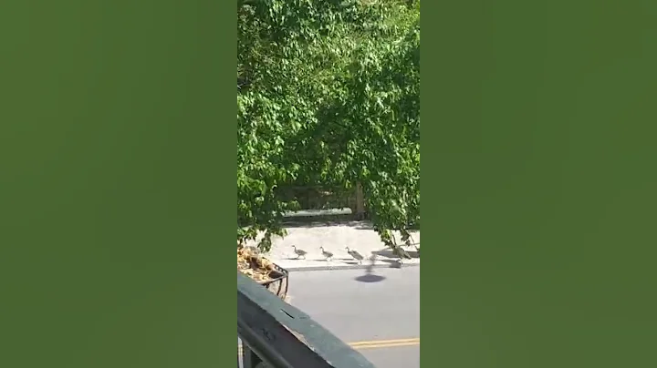 Gatlinburg Tennessee wildlife