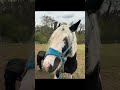 Farrier day