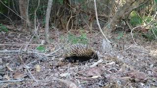 Echidna in the wild up close