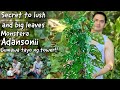 HOW TO GROW A LUSH AND HEALTHY MONSTERA ADANSONII | HOW TO MAKE ADANSONII TOWER