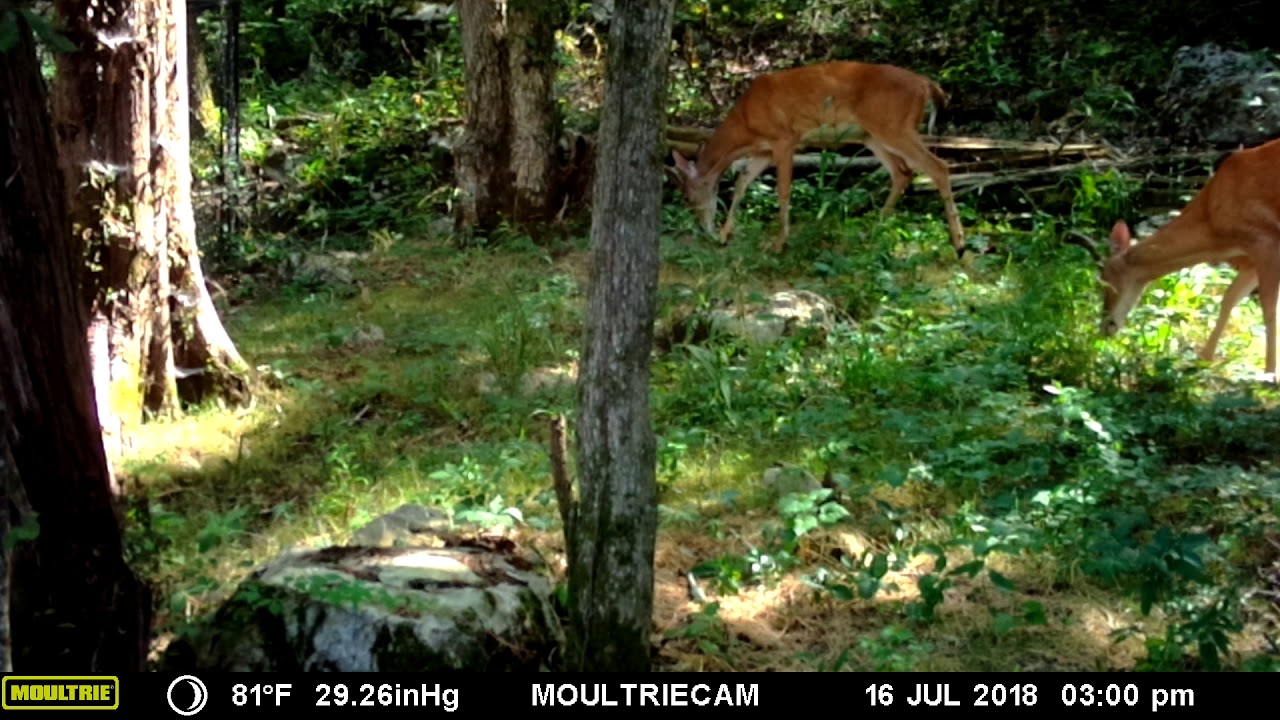 Deer In yard YouTube