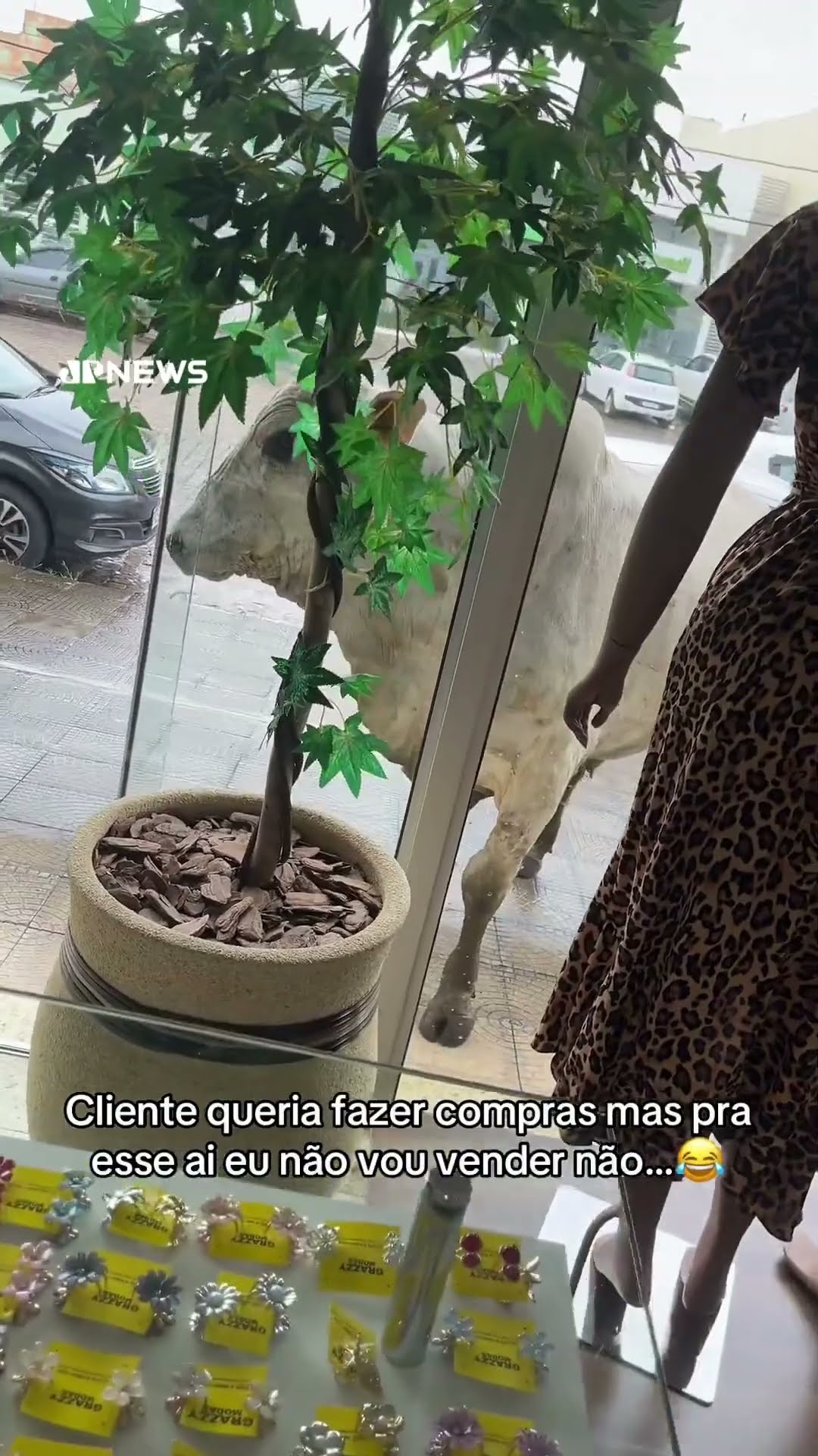 Vídeo mostra momento em que boi que caiu de caminhão tenta invadir loja