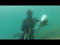 Spearfishing Saronic Seabass