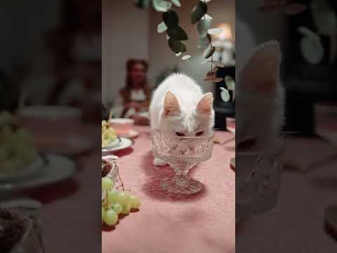 #1 #cat #beautifulcatmeowing #meow kitten meow |attractive sound |@babycats-cuteandfunnybabtcats Mới Nhất