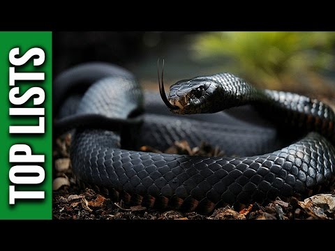 Video: Top 5 Most Venomous Snakes On The Planet