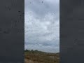 Birds birds birds #everglades #bearisland