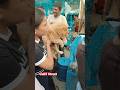 pet Market kolkata 😍/lowest price puppy dog/Gallif Street dogs #shorts #viral #dog #dogs#doglover